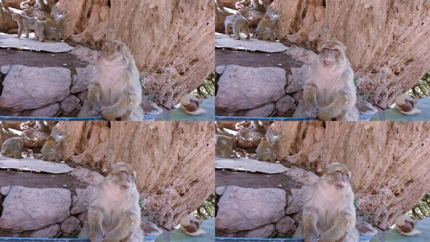 摩洛哥，乌祖德瀑布，一只猕猴一边吃花生一边照顾着他的家人