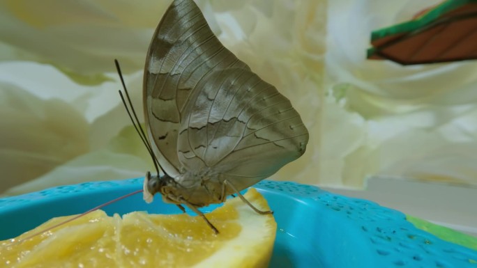 蝴蝶在吃一片橘子，伸到橘子的另一边