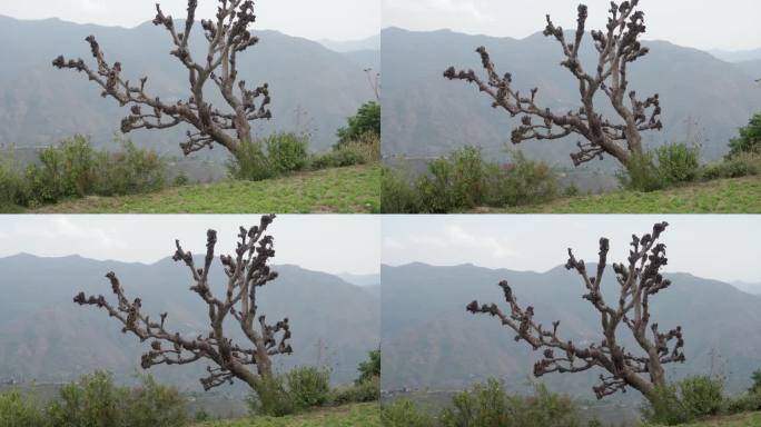 在印度北阿坎德邦的山上，一棵成熟的树被过度修剪和砍伐，导致无枝无叶的状态——说明了农业实践。