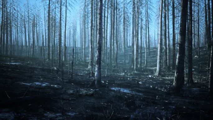 一片被烧毁的森林，烧焦的树木矗立在废墟中