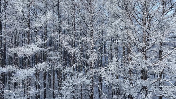 寒冬雪景松林雪松树挂雪林