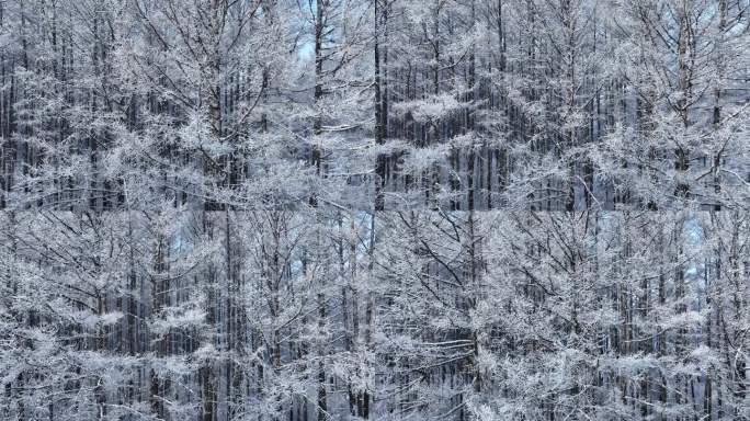 寒冬雪景松林雪松树挂雪林