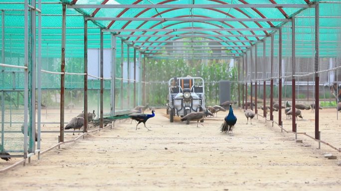 工人们在孔雀养殖场打扫卫生