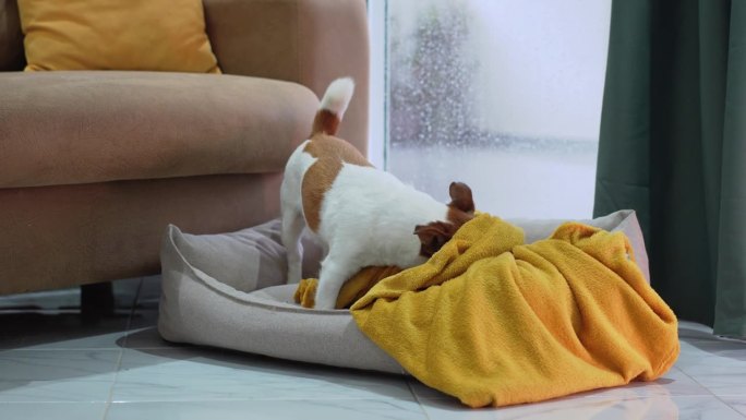 一只小杰克罗素梗狗依偎在柔软的宠物床上