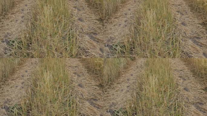 收割时把地里的小麦踩坏了。一条土路。小穗在风中摇曳。杂草。美丽的夏日风景
