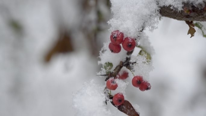 雪 下雪 雪压枝头