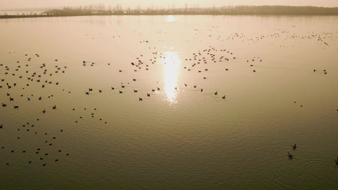 夕阳落日逆光天鹅戏水飞翔湖面