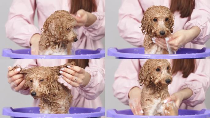 狗美容沙龙。美容师在泡沫中给一只金色的小狮子狗洗澡。专业的动物护理。在宠物沙龙做水疗和放松。
