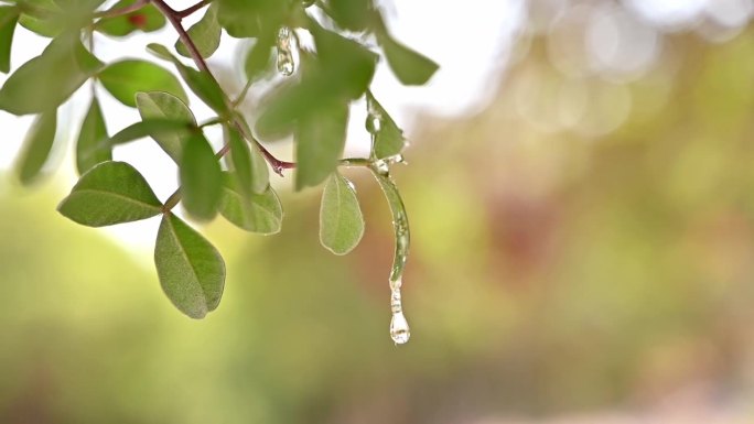 树脂乳脂从乳胶树的树枝上渗出来。雨滴在阳光下闪闪发光。阳光带着光芒穿过树叶。有选择性的重点。希俄斯岛