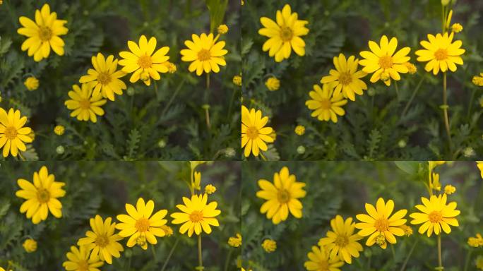 野菊花摇曳特写雏菊盛开的菊花