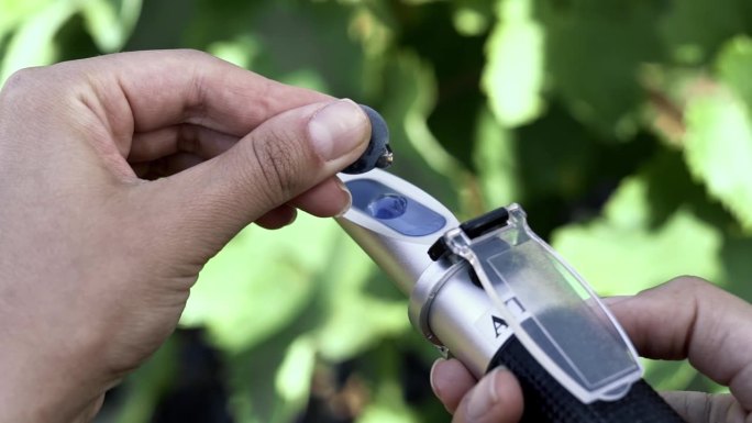 农学家用折光计测量葡萄汁中蔗糖的含量。