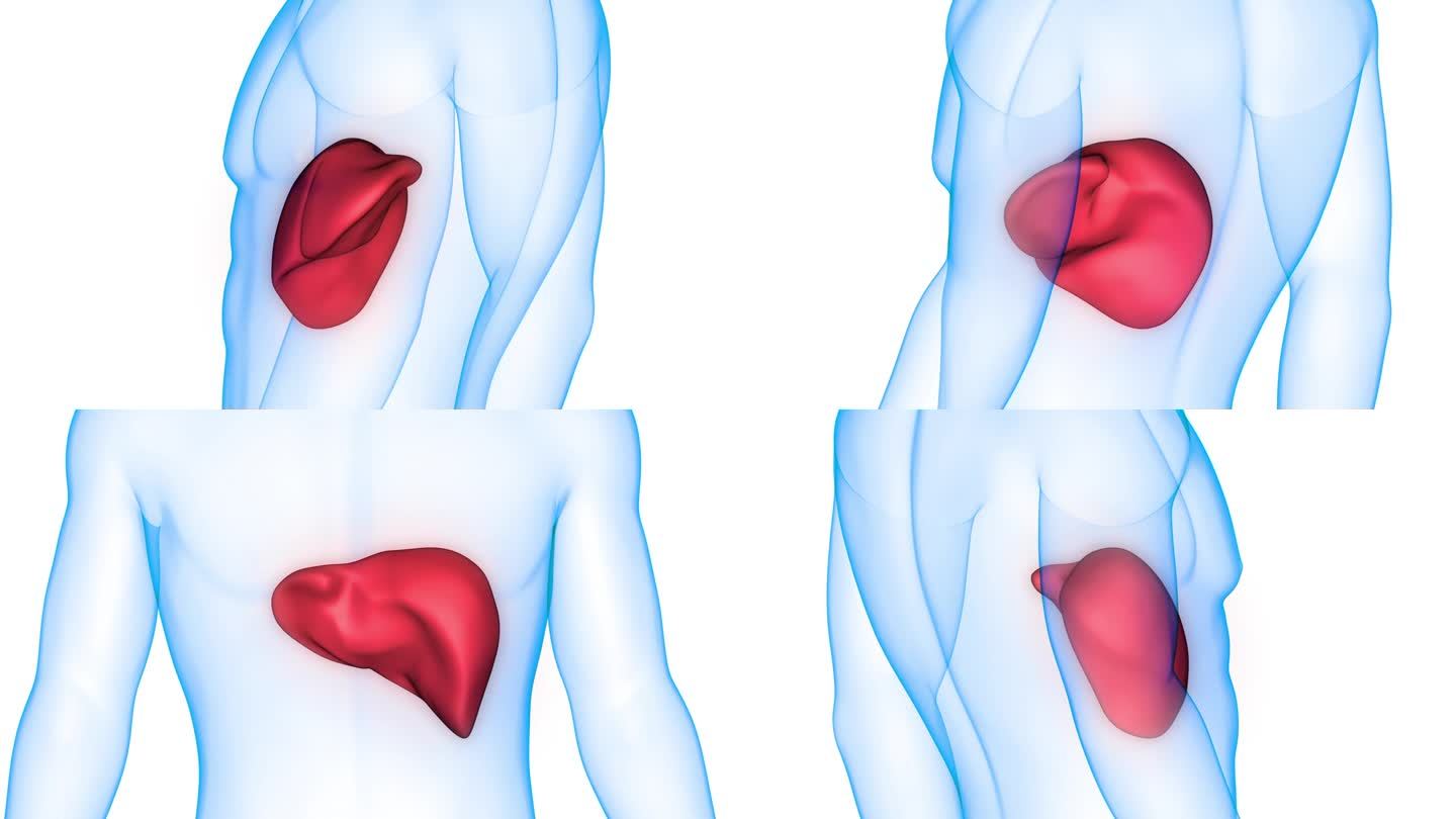 人体内部消化器官肝脏解剖动画概念