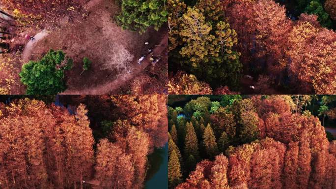 广州华南国家植物园冬日落羽杉航拍4K视频