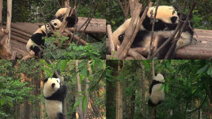 两只未成年大熊猫玩耍嬉闹爬树