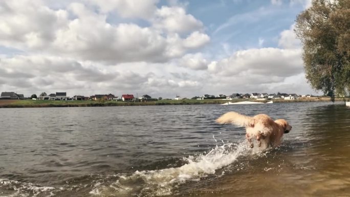 顽皮的年轻金毛猎犬在水里奔跑