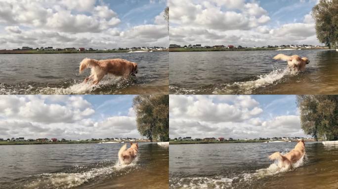 顽皮的年轻金毛猎犬在水里奔跑