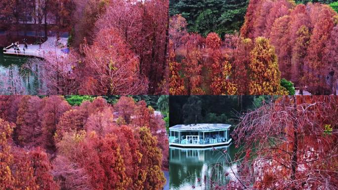 广州华南国家植物园冬日落羽杉航拍4K视频