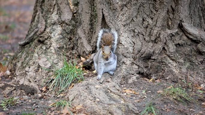 松鼠在中央公园啃坚果