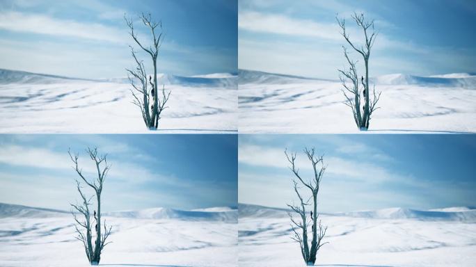 在白雪皑皑的沙漠中，一棵枯萎的冰冻树