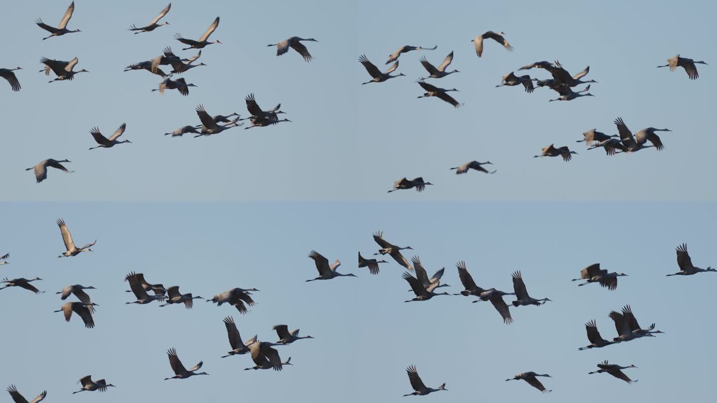 一群鹤在晴朗的天空中飞翔的慢动作镜头