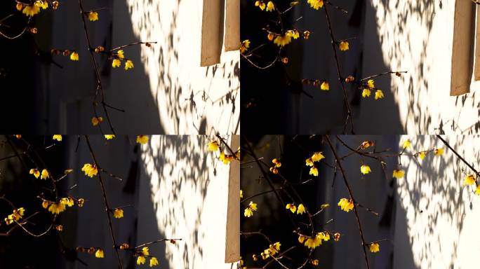 江南园林南京夫子庙瞻园的古风腊梅花光影