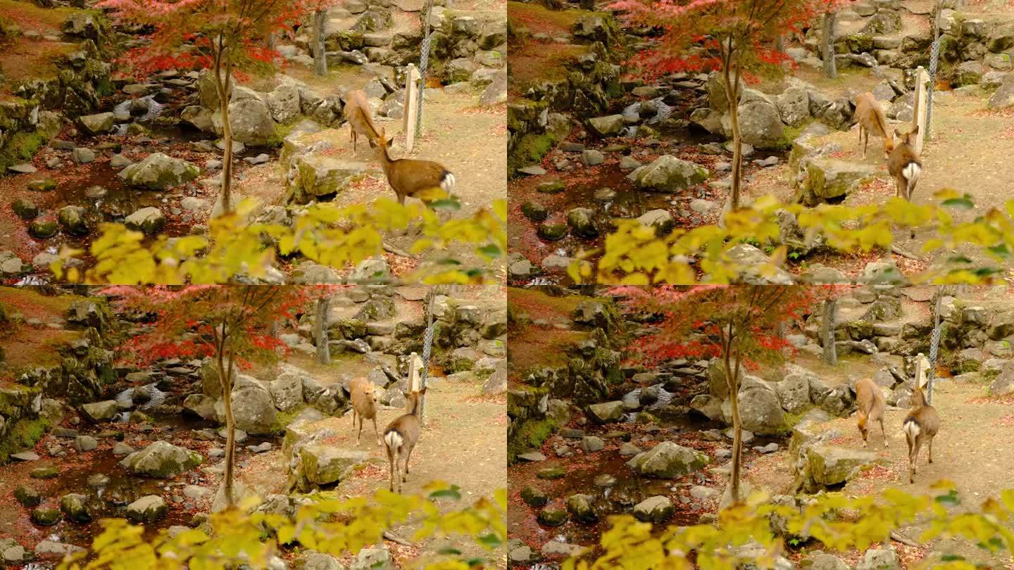 日本奈良公园的流浪鹿
