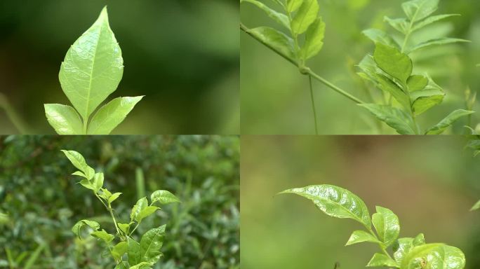 莓茶绿叶嫩芽