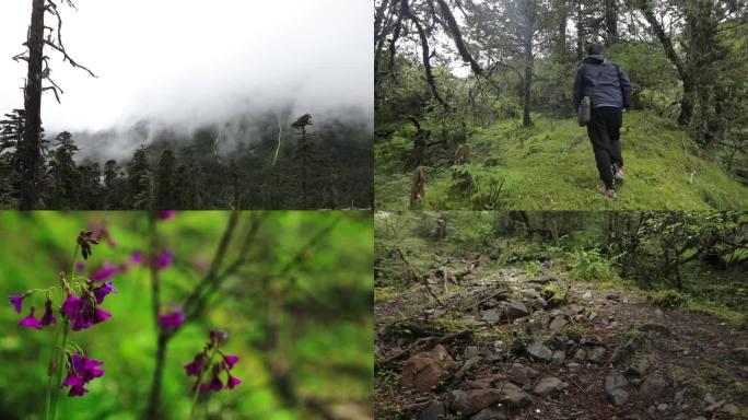 藏区风景高山森林流水植被