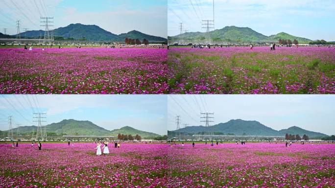 高铁穿越花海 乡村振兴 大美中国