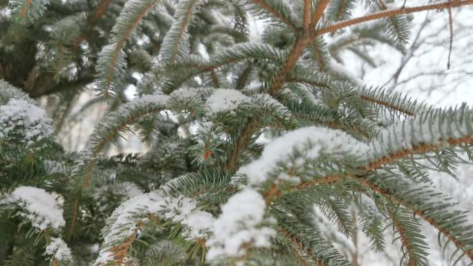 下雪天的松树枝