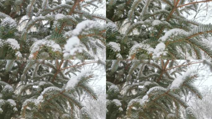 下雪天的松树枝