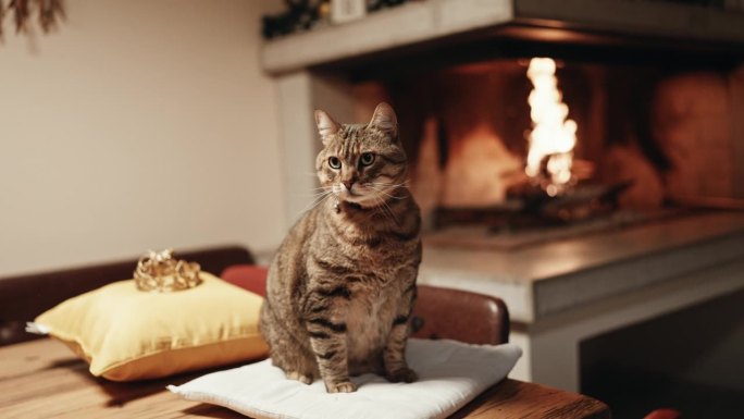 可爱的虎斑猫在家里壁炉旁靠垫的皇冠旁放松的特写