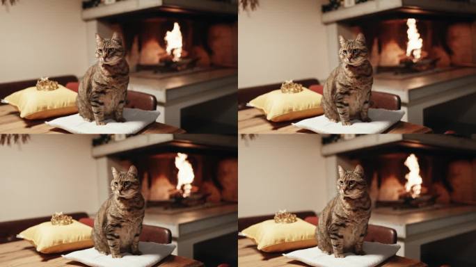 可爱的虎斑猫在家里壁炉旁靠垫的皇冠旁放松的特写
