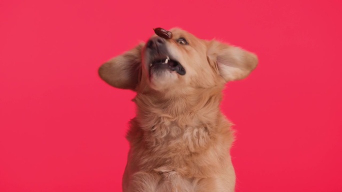 温顺的金毛猎犬坐在红色的背景上从鼻子里抓香肠