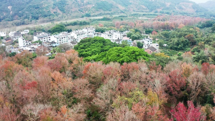 宁德霞浦杨家溪枫叶林