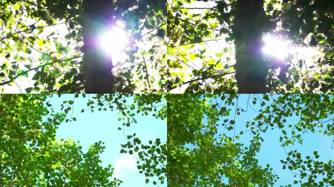 大自然夏天夏日绿树白云蓝天逆光