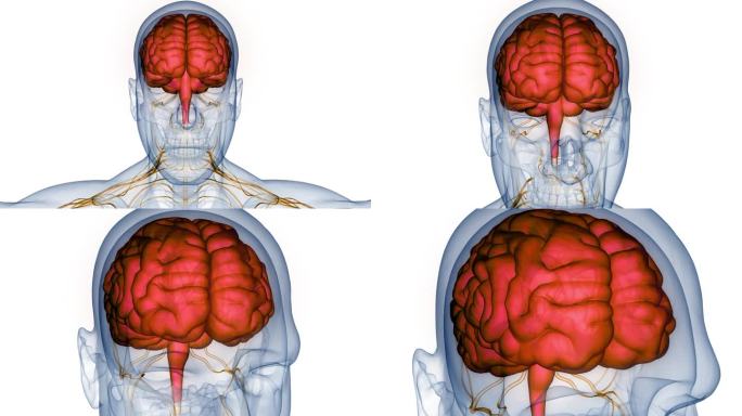 人体神经系统中枢器官脑解剖动画概念