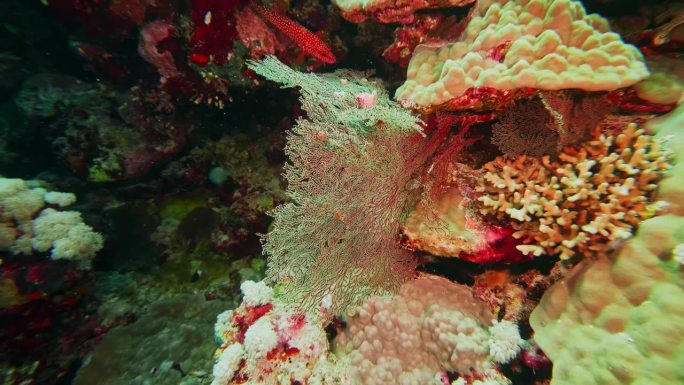 万鸦老珊瑚花园，在北苏拉威西邦加岛潜水