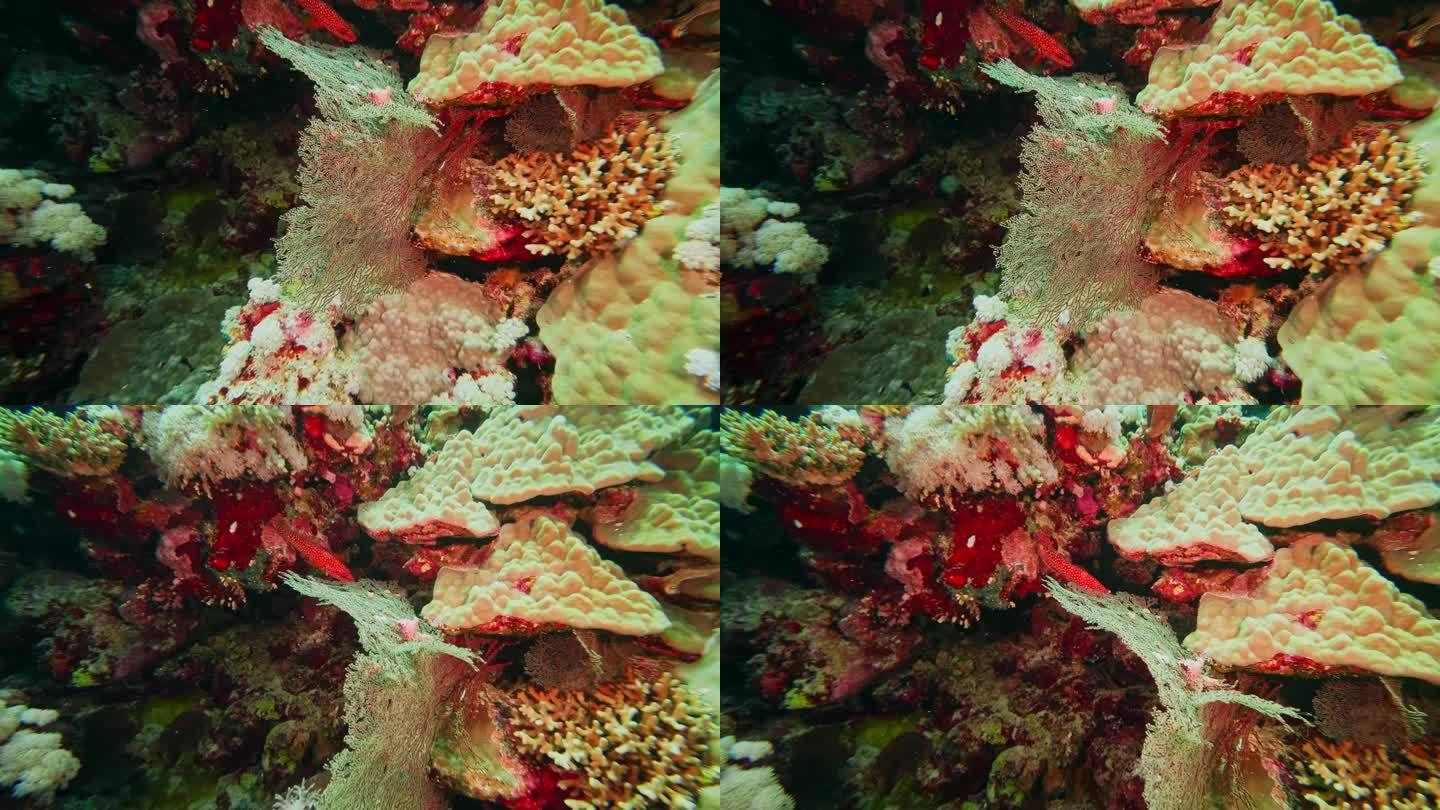 万鸦老珊瑚花园，在北苏拉威西邦加岛潜水
