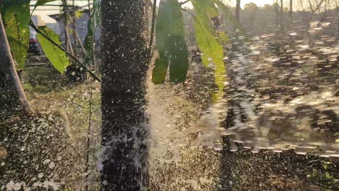 草坪胶皮水管喷水嗤水喷水实拍逆光写意水花