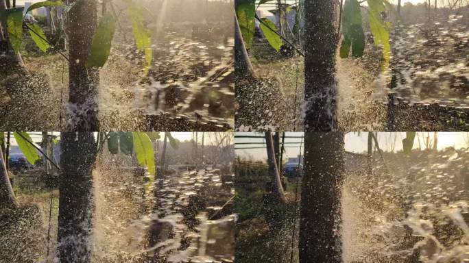 草坪胶皮水管喷水嗤水喷水实拍逆光写意水花