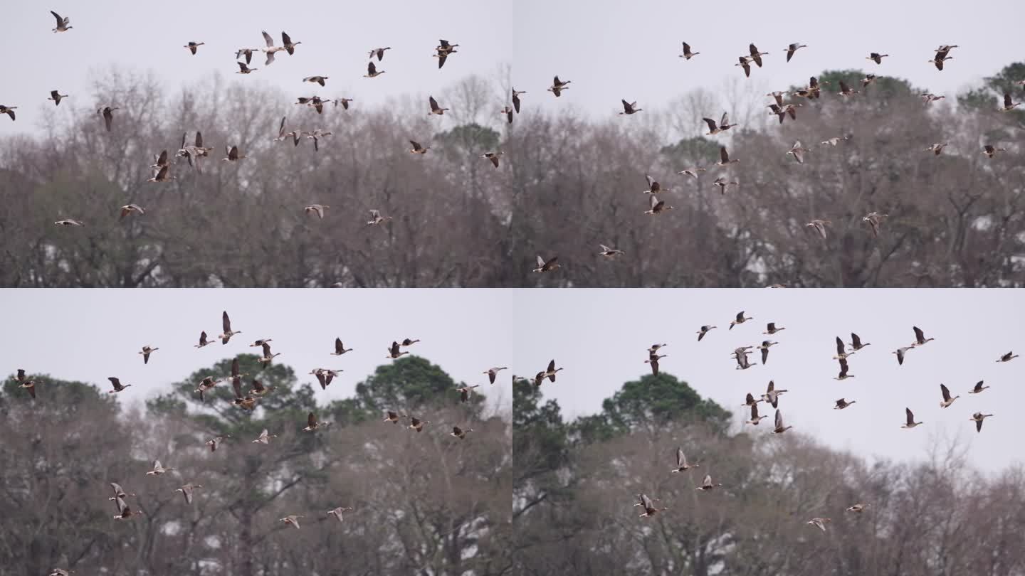 一群鹤在晴朗的天空中飞翔的慢动作镜头