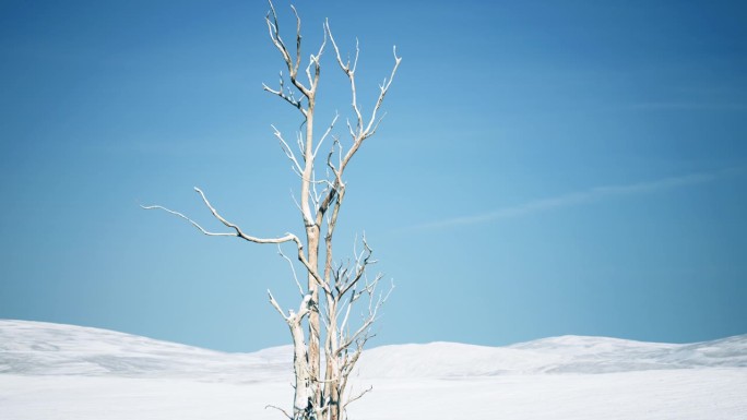 在广阔的雪域中，一棵孤零零的树似乎冻得干枯了