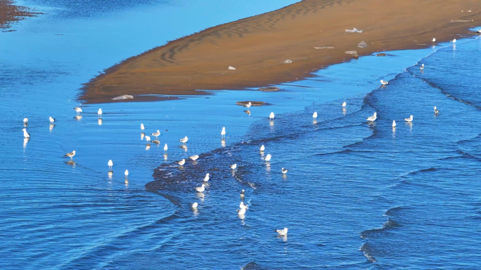 蔚蓝海岸海鸥滩涂A