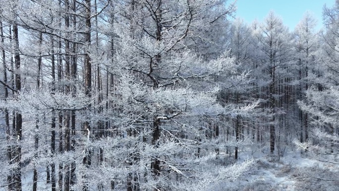 松树林航拍雪松树挂森林雪景