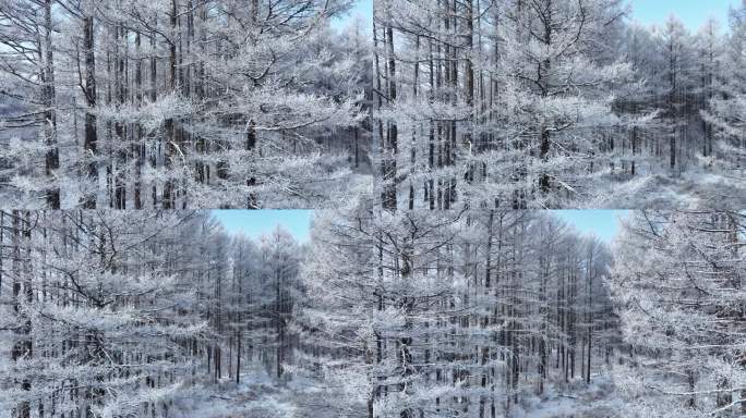 松树林航拍雪松树挂森林雪景