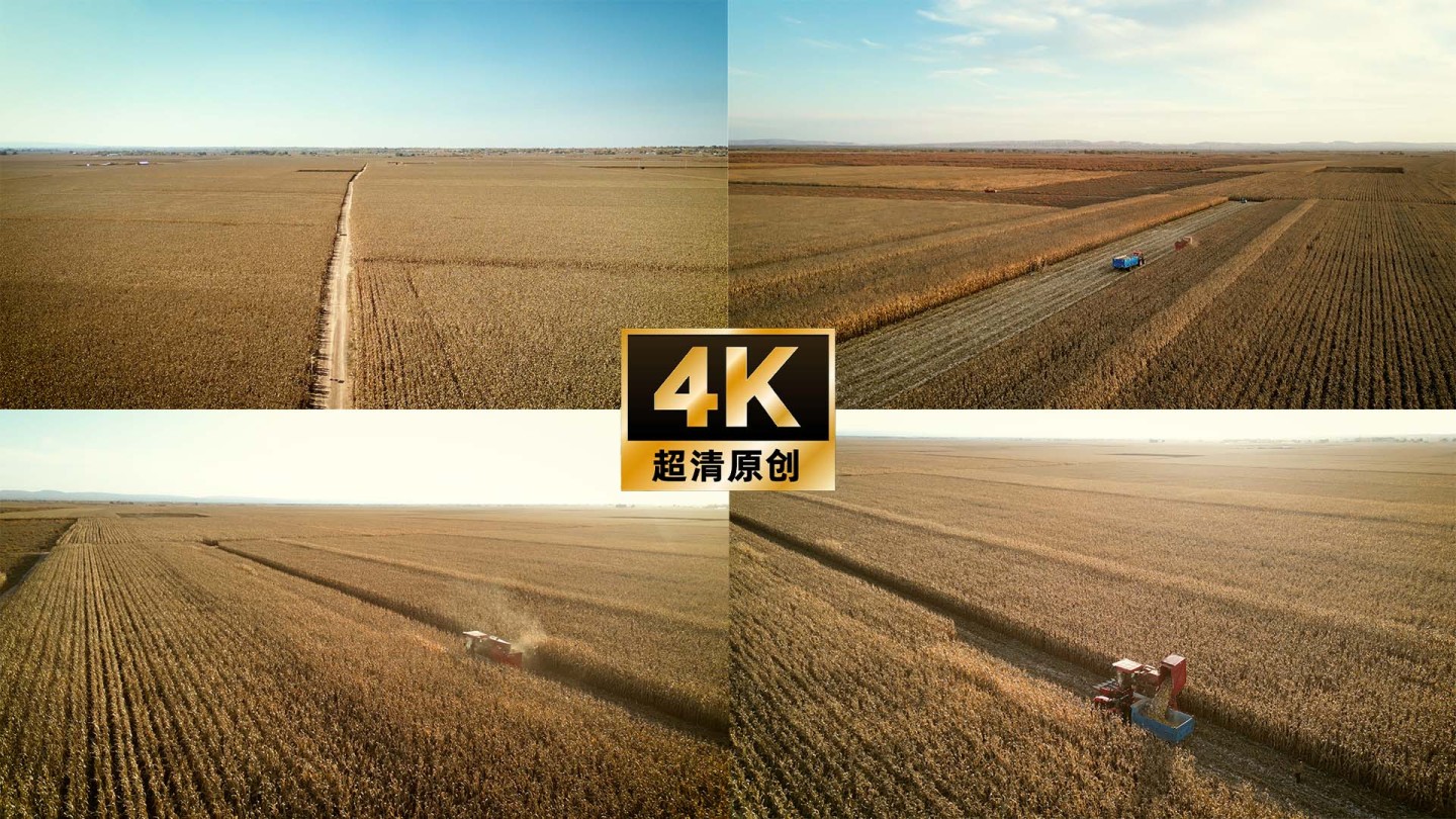 4K玉米丰收收割机航拍