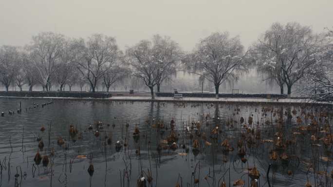大雪中的湖中残荷与树木01