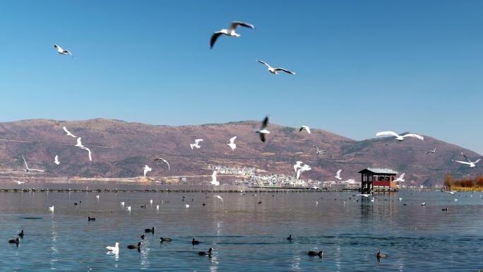 大海湖边海鸥飞翔鸟类