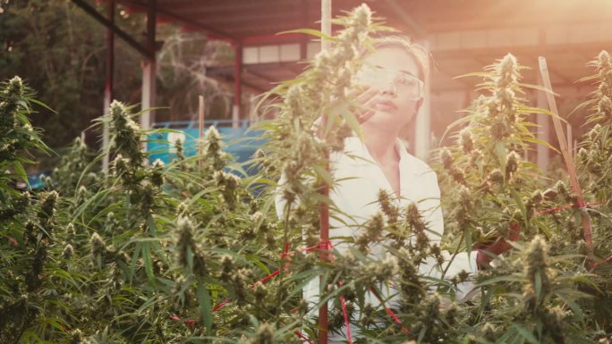 研究人员检查了大麻植物。